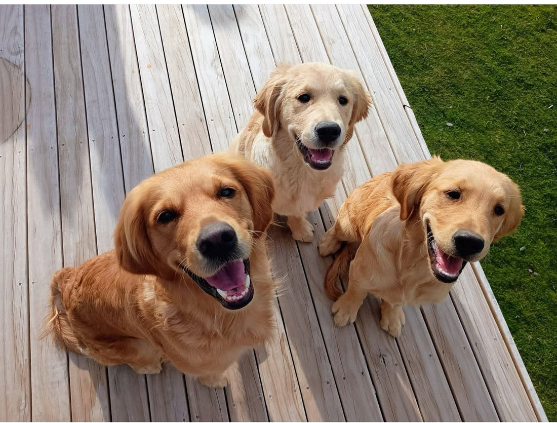 From Bathroom Brooders to Big Life Changes: My Wild Update!