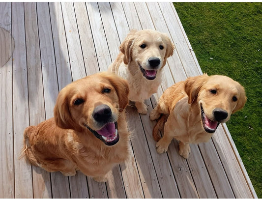 From Bathroom Brooders to Big Life Changes: My Wild Update!