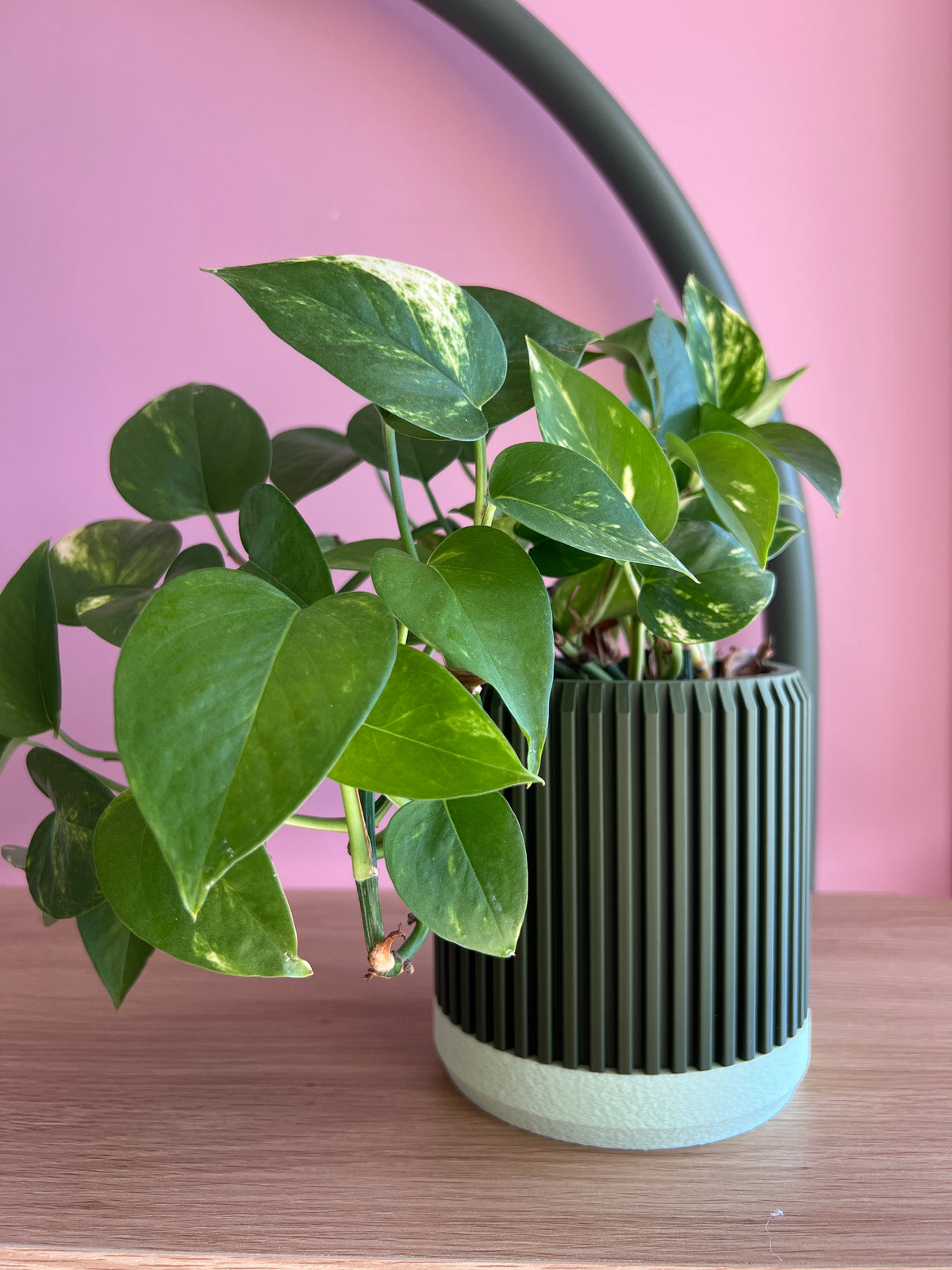Olive and Mint Planter